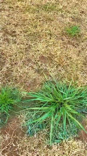 Ultimate WeedControl for Sod Farms with ALBA UHP Sprayer - #Turf #weeds