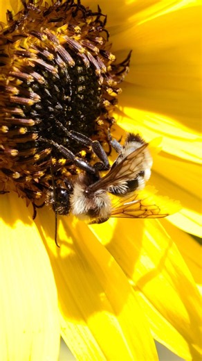 Unknown bombus #naturevideo #insectvideo