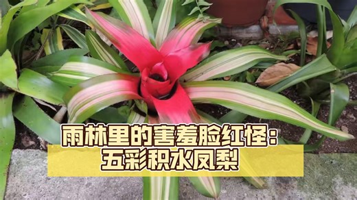 雨林里的害羞脸红怪：五彩积水凤梨 Neoregelia carolinae