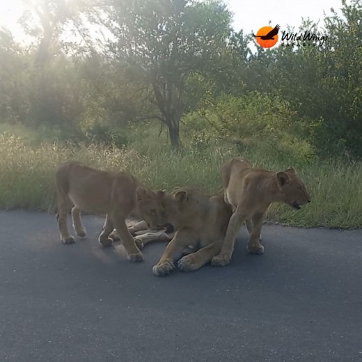 The beautiful language of lions. Watch their greeting ritual of head rubbing and listen to the lioness' vocalizations when the cubs greet her. © Simon Vegter | Wild Wings Safaris