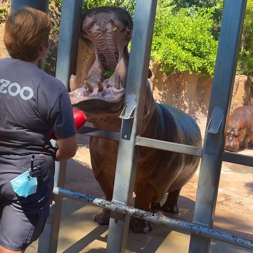How to train your hippo! 🦛🦛🦛 Positive reinforcement training like this is important as it allows the hippos to voluntarily take part in their own husbandry and medical care! | San Antonio Zoo