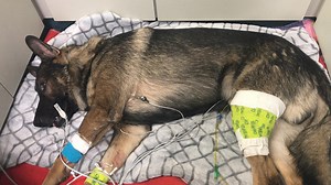 K-9 dog, suspect seriously injured in shooting after I-5 chase in Thurston Co.