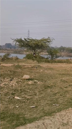 FORGEIN BIRD SPOT#LONG LEGS #GUESS THE BIRd NAME#comment&like