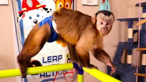 79K views · 6.2K reactions | Capuchin Monkey Happy has fun jumping and climbing around the play room and being the funny monkey he is! Enjoy this Monkey Montage! | MonkeyBoo | Facebook