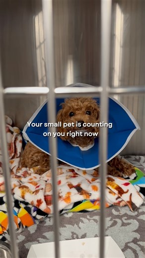 Here’s how to keep your pets safe during coyote season: 🚫 Don’t leave pets unattended outside 🐕 Short leashes only 🦺 Consider a spiked coyote vest 🍎 Clean up fallen fruit food from yard 🐈 Keep cats indoors Prevention matters- but if the unexpected happens, we’re always here to help. Keep your local VEG on speed dial, just in case. 📲 | VEG ER for Pets