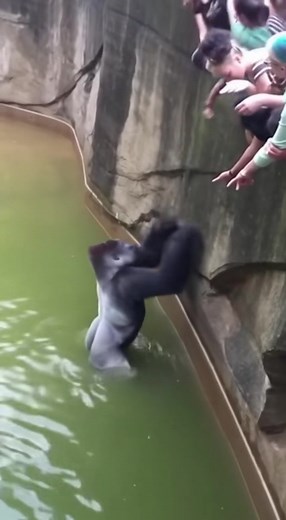 OMG !! crazy chimp saved the boy from danger | Victor Valora