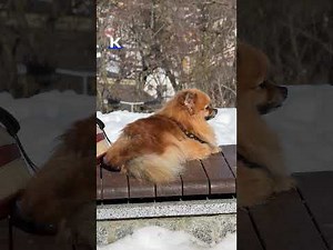 Spring returns to Ukraine after a winter of freezing temperatures and blackouts