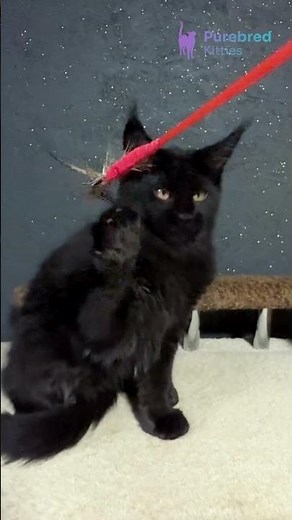 Adopt Sisi: The Stunning Black Maine Coon Kitten 😻 Ready for Her Forever Home! #MaineCoon