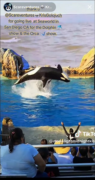 Dolphin and Orca Shows Live from SeaWorld San Diego