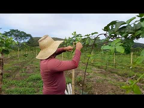 Pruning and planting distance in passion fruit cultivation.
