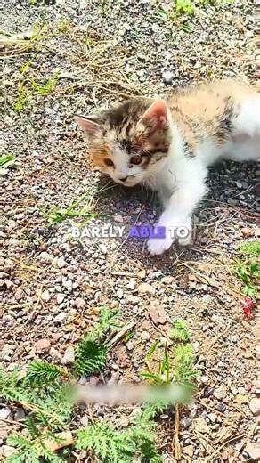 Abandoned Kitten Rescue 🐱