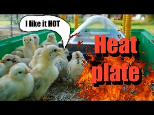 Worlds Biggest ChickenYouTuber has the Smallest heatplate available