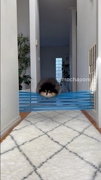 Tiny Pomeranian Jumps Over High Obstacle 🤯 #dog