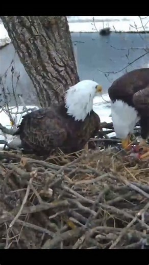 New nest, who dis? Meet HD and his mate, HM2, aka the Decorah Hatchery Eagles. The Decorah Eagles started back in 2003, when Dad and his original mate built a nest on the hill behind the hatchery. Dad took a new mate - Mom - in late 2007 and the nest became famous in 2011 when we began streaming it 24x7. In the last 15 years, we've seen new mates (male DM2 x Mom), new nests (we're up to six), new eagles (hello HM and HD), and another round of new mates (HD x HM2). To catch up on the drama and wa