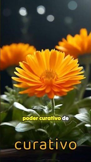 Discover the amazing healing power of calendula 🌼✨
