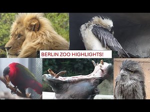 BERLIN ZOO:Footage of Highlights, Endangered Species, Animals and Birds!