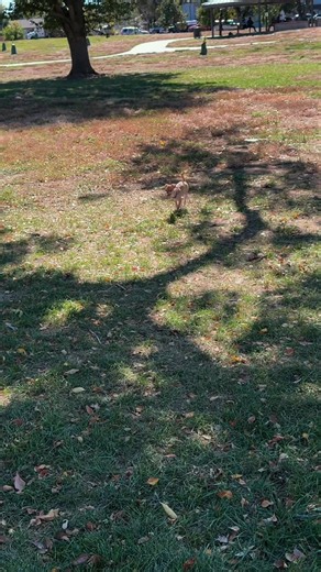 Cebolla 🧅 sin ropa en el parque 😂🫣🥰