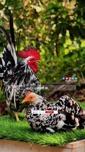 japanese mottled bantam | fancy hen |Best Fancy Hen Collections The Japanese Mottled Bantam is a bantam chicken breed known for its distinctive mottled plumage, where white and black feathers are mixed. They are small, compact birds with a slender build and are recognized for their short legs and upright, well-spread tails. Mottled Japanese Bantams are ornamental and exhibition birds, and they are known for their fair egg production and small egg size. Key Characteristics: Mottled Plumage: The m