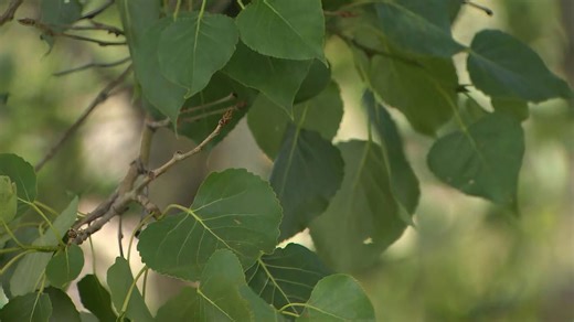 The case for keeping problem poplars