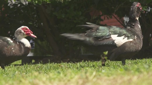 '30-40 ducks in my yard at one time' | JP neighborhood crying 'fowl'