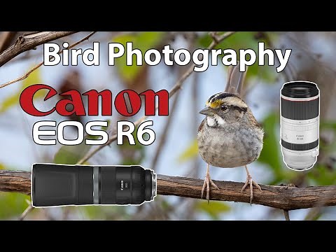 Canon R6 • Bird Photography with 100-500 & 800mm Lenses