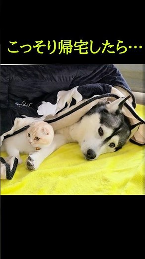 こっそり帰宅したら犬と猫がこたつでこうなってた...笑#shorts