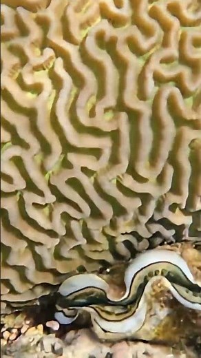Hidden at the Base of Brain Coral — A Clamshell Comes to Life 🌊🐚☀️