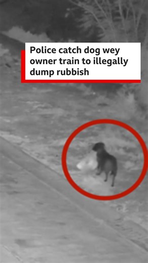 Police catch dis dog wey di owner train to illegally dump rubbish. Police for Italy catch di dog for surveillance cameras wia e dey throway di dirty. Dem say di animal dey trained by di owners to do dat kain tin. #bbcnewspidgin #dog #trash #italy | BBC News Pidgin