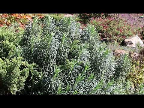 Mediterranean spurge ( Euphorbia characias subsp. wulfenii) - Plant Identification