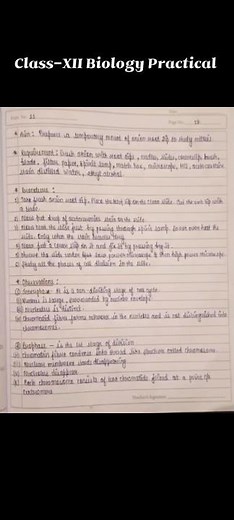 Biology Class-XII Practical Prepare Temporary slide of onion 🧅 root tip to study mitosis