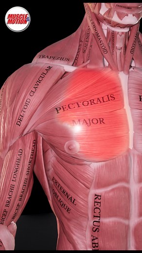 Master the Bench Press! 💪 The bench press is more than just an exercise; it's a symbol of upper body strength. It's more than just lifting weights; it's about building a foundation of strength, discipline, and resilience. Our animation is designed to guide you through the intricate details of the bench press. It aims to maximize your workout’s effectiveness, focusing on enhancing upper body strength, refining your technique, and deepening your understanding of the specific muscles engaged durin