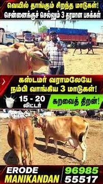 சென்னை வாடிக்கையாளருக்காகத் தேடித் தேடி வாங்கிய 20 லிட்டர் பால் மாடுகள்! 🐄✨ | Cross Breed Cows