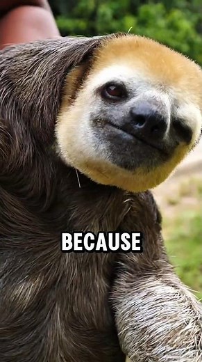 the tragic reason why sloths move so slow🦥