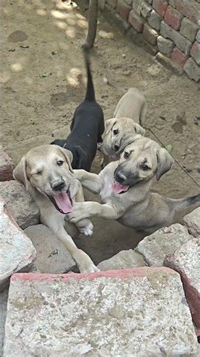 howw cutee!!?? #laadosshorts #labrador
