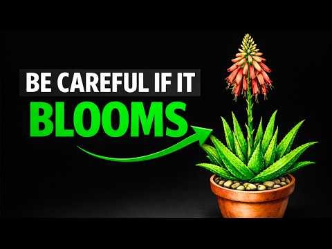 The Mystery Of Why The ALOE VERA Plant Blooms (Here’s Why)