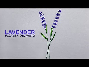 How to Draw Lavender Easy | Sinoun Drawing