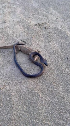 monitor lizard vs Cobra naag fight #kingcobra