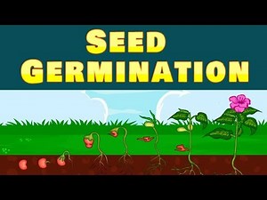 Germination | Seed | Seed Germination | Kid2teentv