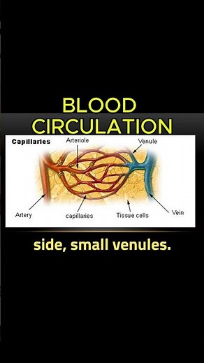 The Journey of Blood Through Capillaries 🔥 #anatomy #biology #medicosstuff #mbbs #science