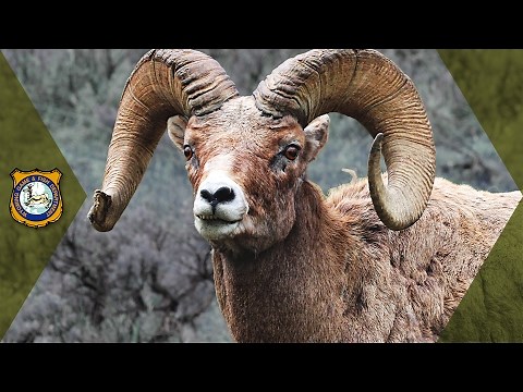 Bighorn Sheep - Wyoming Hunt