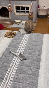 Not today! My poops are going nowhere with you dustpan! 💩🐰🧹 _______________________________________ 📷 IG: Reitherabbit 💖 📦 Making the world a little brighter and happier for bunnies 🐰 📲 Join the Happy Bunny Club today by visiting our website | Happy Bunny Club