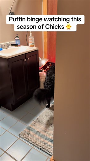 Puffin and Friends: A Border Collie's Farm Adventure