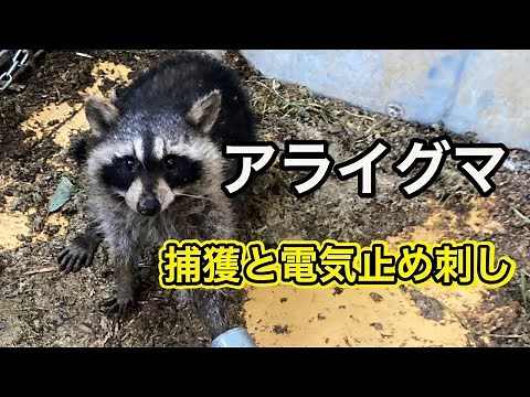 アライグマを捕獲して電気止め刺しまでを解説しました。
