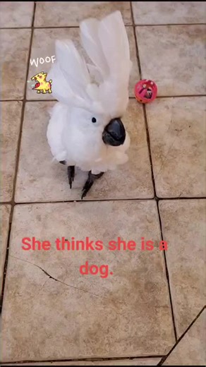 Hilarious Barking Parrot Acts Like a Dog