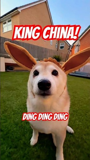 KING CHINA / GWENCHANA 🗣️ DING DING DING DOG #cute