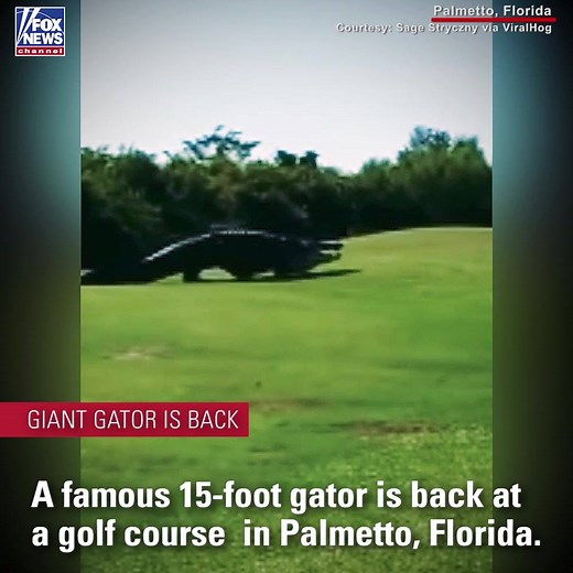 GATOR GOLFING: A 15-foot alligator named "Chubbs" made an appearance on a golf course in Palmetto, Florida over the weekend. https://fxn.ws/2OxAYKJ | Fox News