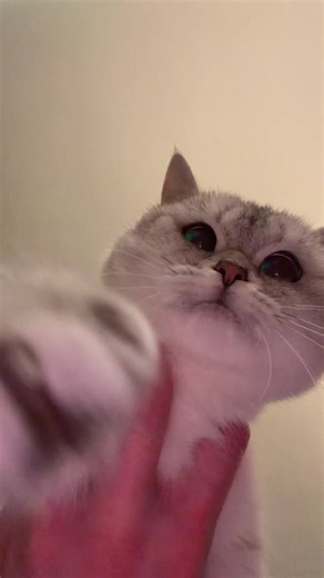 i think he has no idea what’s going on #fypppppppppppppppppppppppppppppp #doobscoobgoob #catsoftiktok #fypシ゚viral