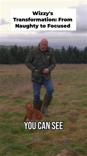 Give Your Cockcer A PURPOSE | cockerspaniel