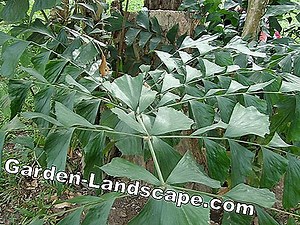 Plantas: Fishtail Palm, Caryota Mitis - Instruções De Cuidados | 2025