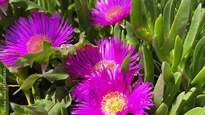 A bee collects nectar from Carpobrotus edulis (Carpobrotus edulis), a flowering plant known as lion's claw or knife grass, on a sunny day with little wind